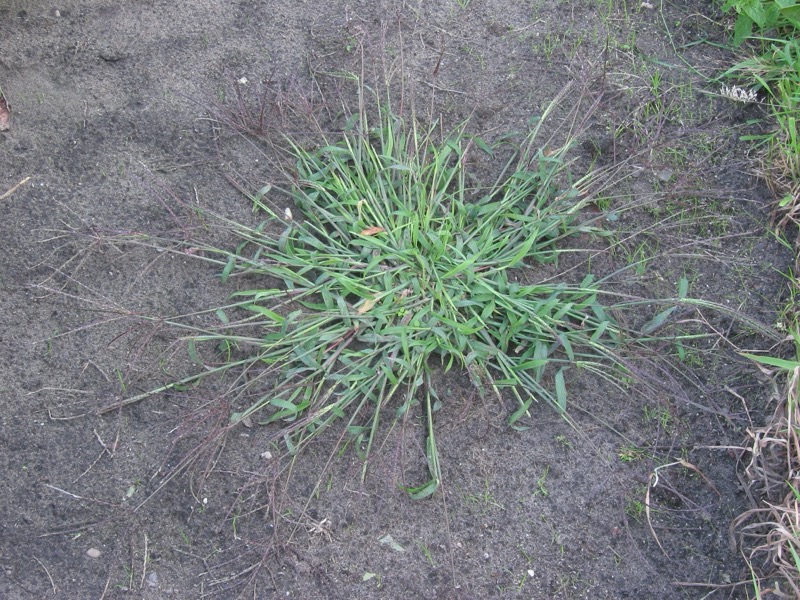 Crabgrass identification photo