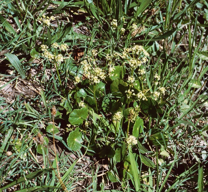 Dollarweed identification photo