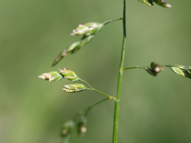 Poa Annua identification photo