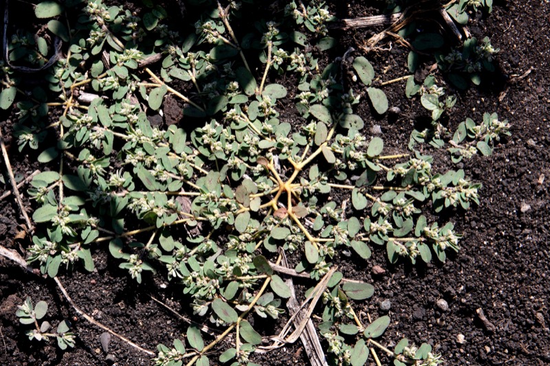 Spotted Spurge identification photo